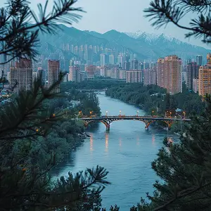 菊黄代表什么含义呢